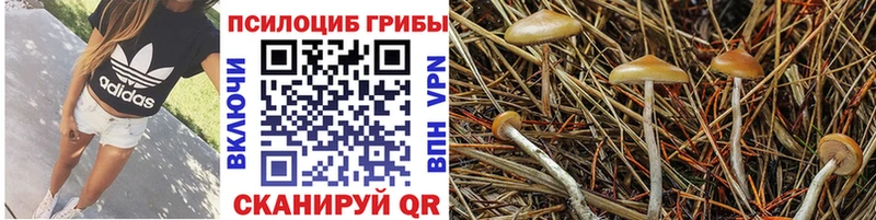 MEGA ссылки маркетплейс формула Псилоцибиновые грибы мицелий сколько стоит Игра